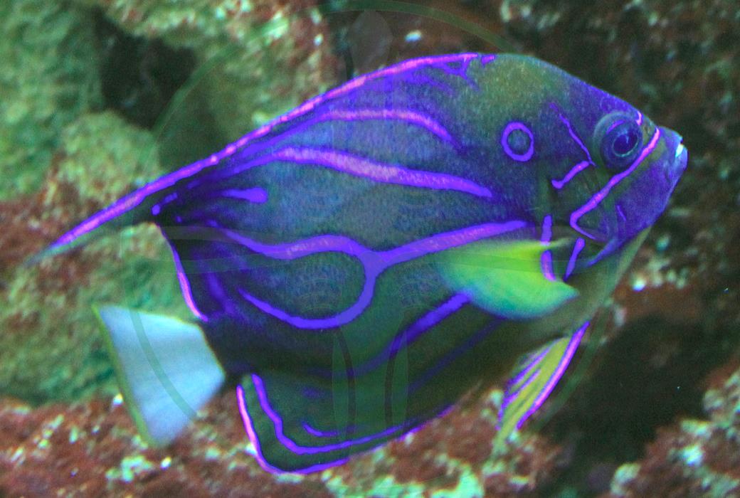 Pomacanthus annularis - Ringkaiserfisch