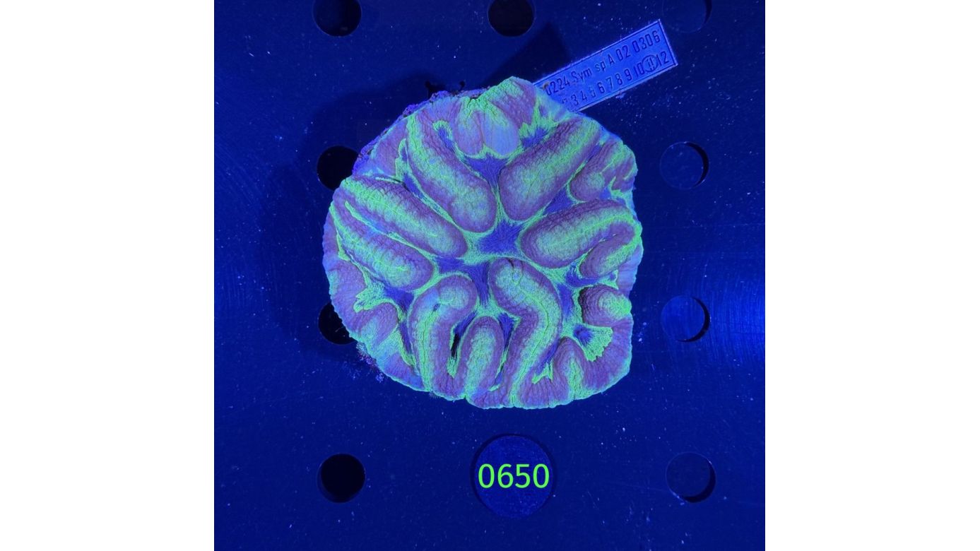 Symphyllia sp. WYSIWYG 0650