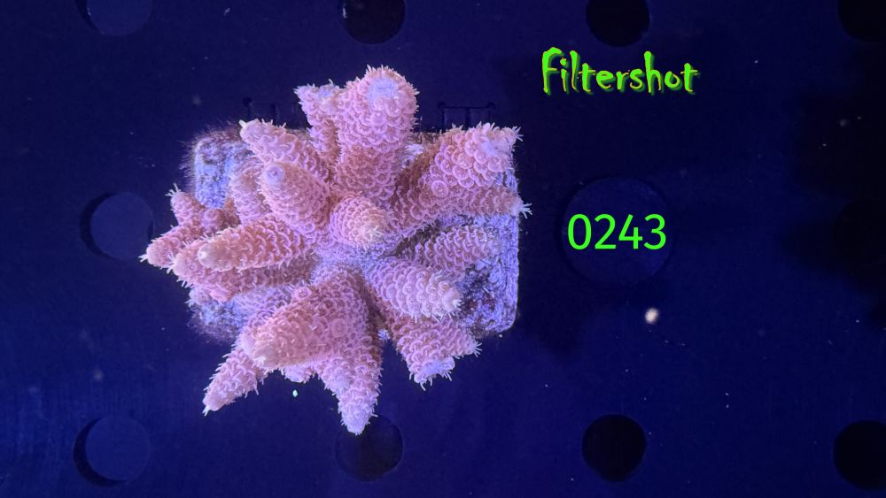 Acropora sp. WYSIWYG 0243