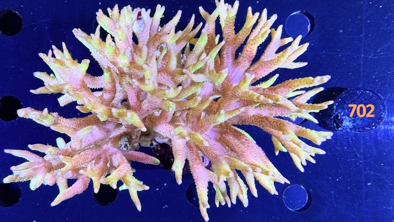 Seriatopora sp. WYSIWYG 0702