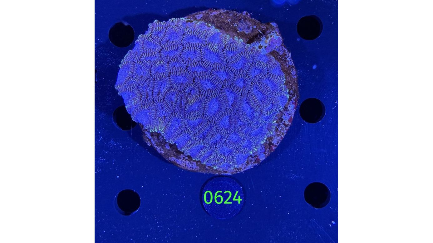 Favia sp. WYSIWYG 0624