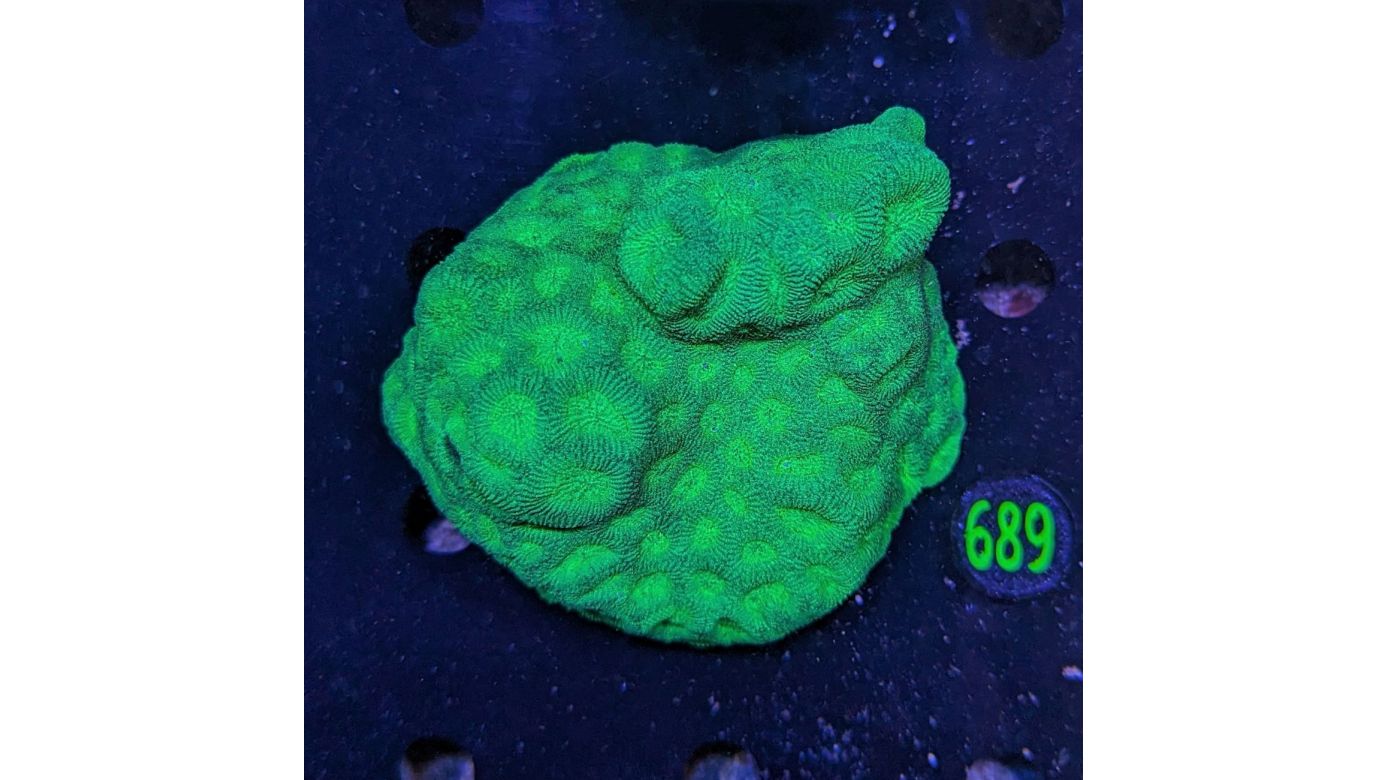 Favites WYSIWYG 0689