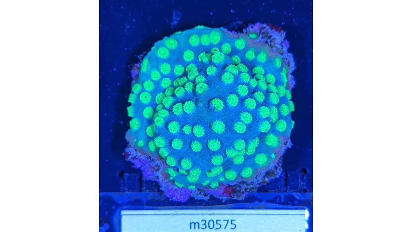 Cyphastrea decadia - Meterorschauer Koralle Green Universe Deutsche Nachzucht 0021