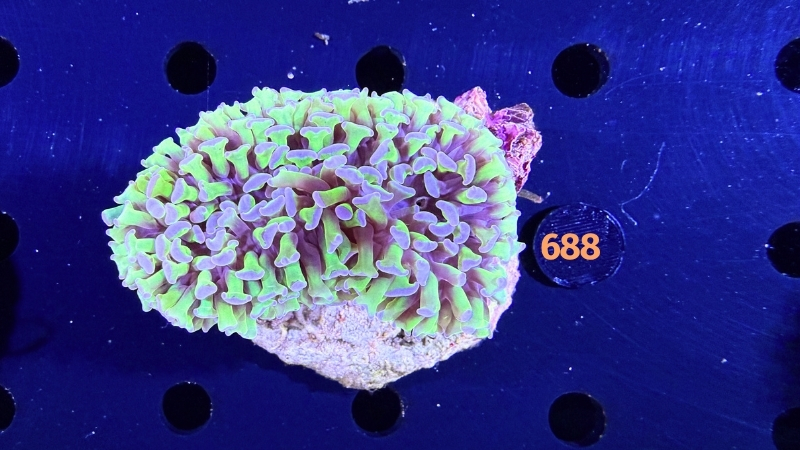 Euphyllia ancora WYSIWYG 0688