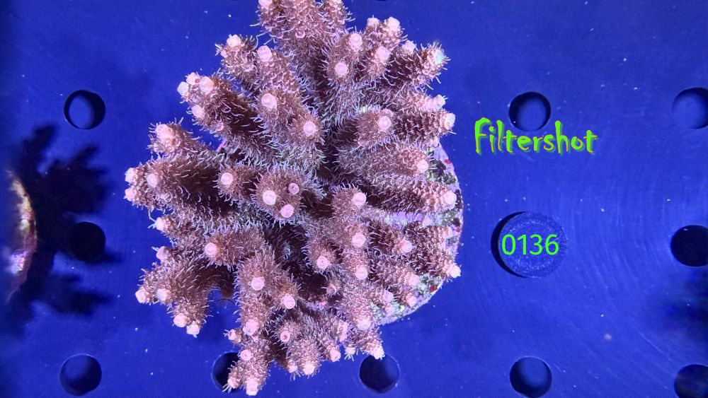 Acropora sp. WYSIWYG 0136