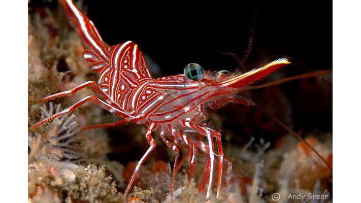 Rhynchocinetes Durbanensis - Durban Tanzgarnele