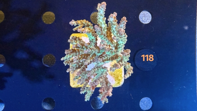 Acropora sp. WYSIWYG 0118