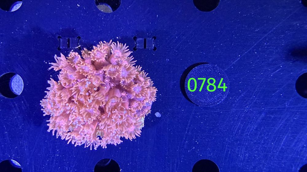 Goniopora sp. WYSIWYG 0784