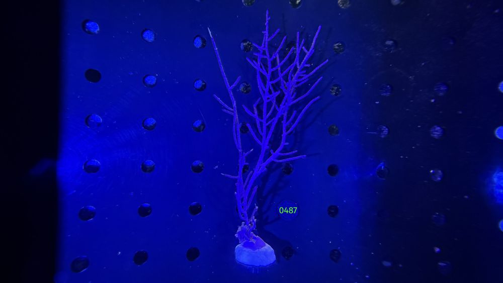 Pseudopterogorgia bipinnata - Blaue Meerfeder WYSIWYG 0487