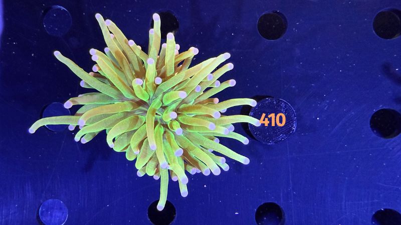 Euphyllia glabrescens - Fackelkoralle Torch "Holy Grail" 0410