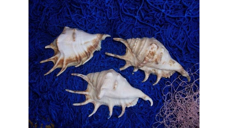 Lambis Lambis - Gemeine Spinnenschnecke