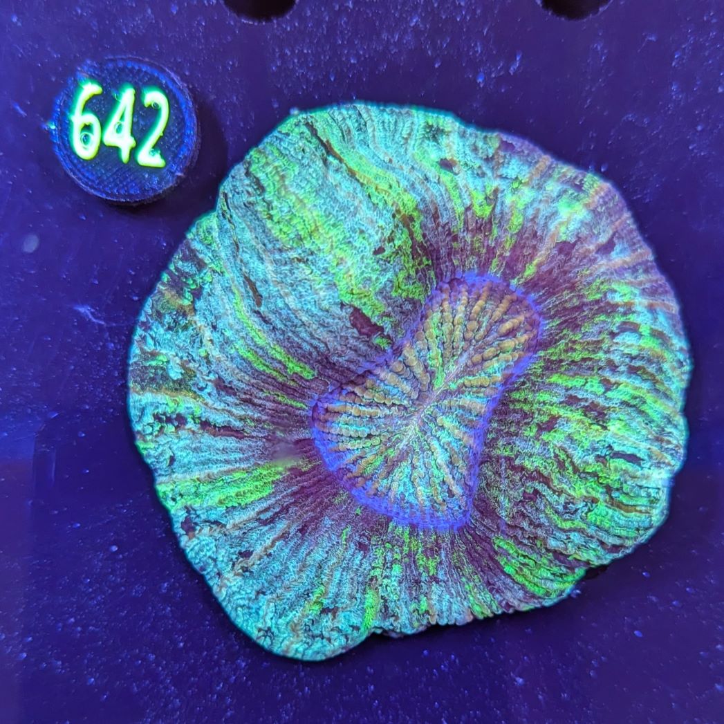 Trachyphyllia geoffroyi WYSIWYG 0642