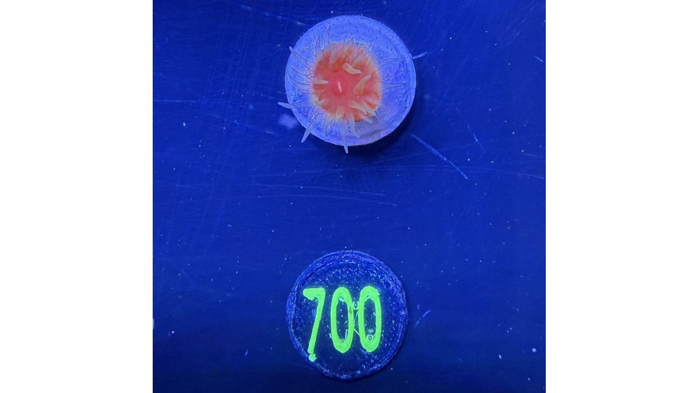 Dendrophyllia sp. - Kelchkoralle 0700