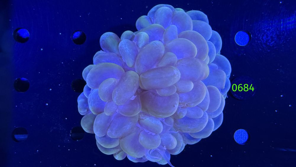 Plerogyra sinuosa - Blasenkoralle WYSIWYG 0684