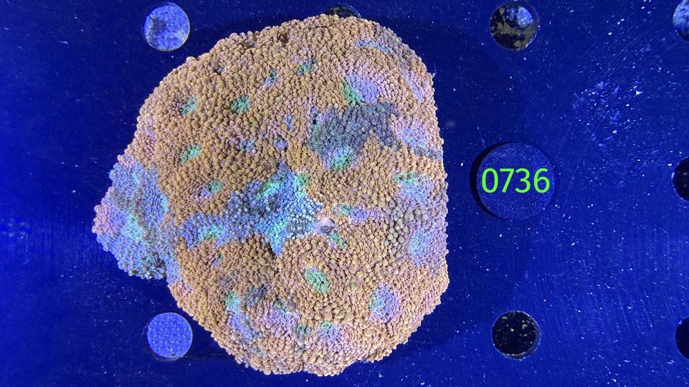 Acanthastrea echinata WYSIWYG 0736