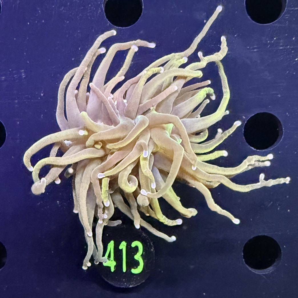 Euphyllia glabrescens - Fackelkoralle Torch 0413