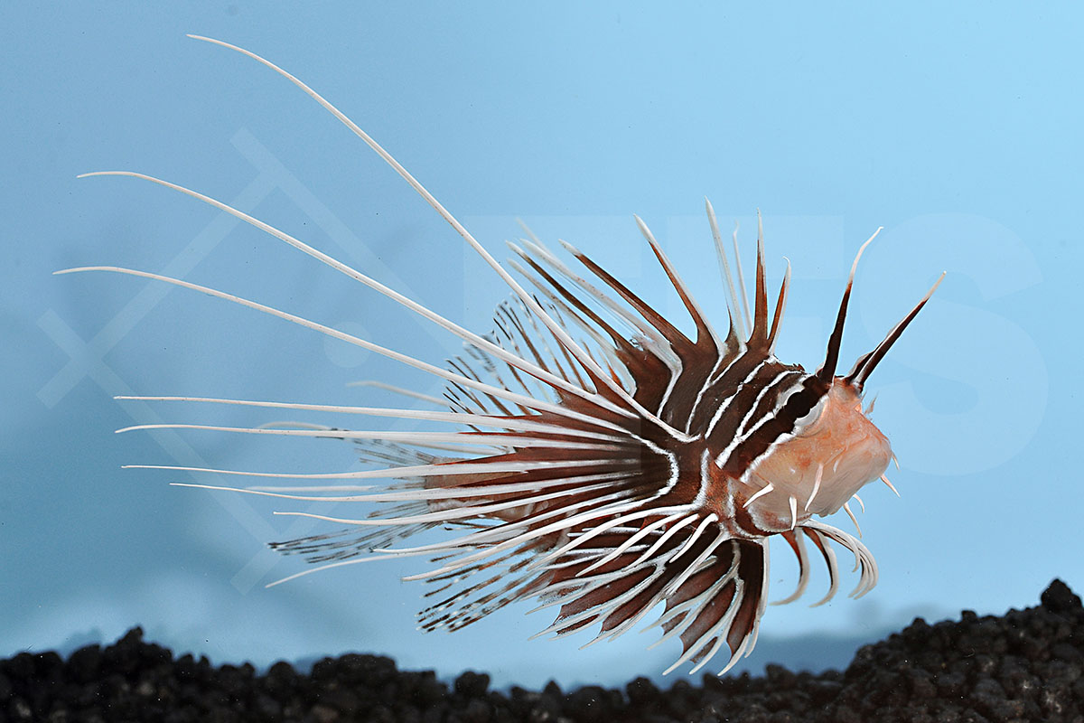 Pterois radiata - Strahlen Feuerfisch