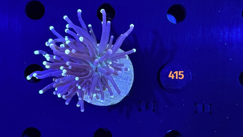 Euphyllia glabrescens - Fackelkoralle Torch "Black torch" 0415