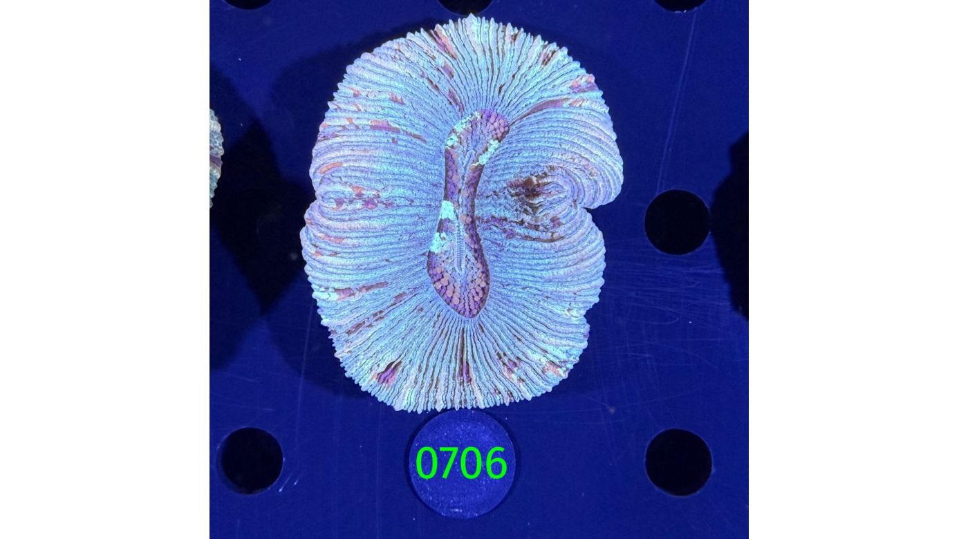 Trachyphyllia geoffroyi WYSIWYG 0706