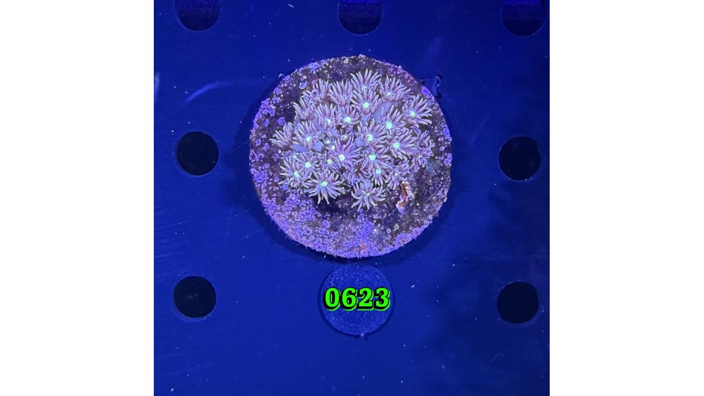 Goniopora sp. WYSIWYG 0623