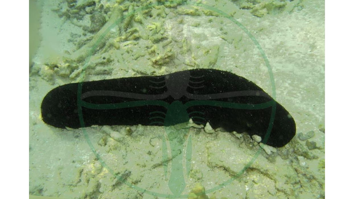 Holothuria atra - Schwarze Seegurke