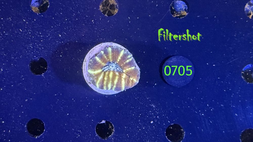 Lobophyllia sp. WYSIWYG 0705