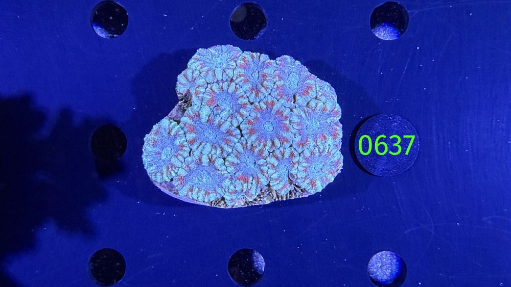 Acanthastrea sp. WYSIWYG 0637