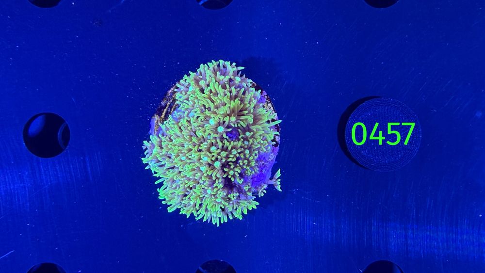 Briareum sp. - Affenhaar DNZ 0457