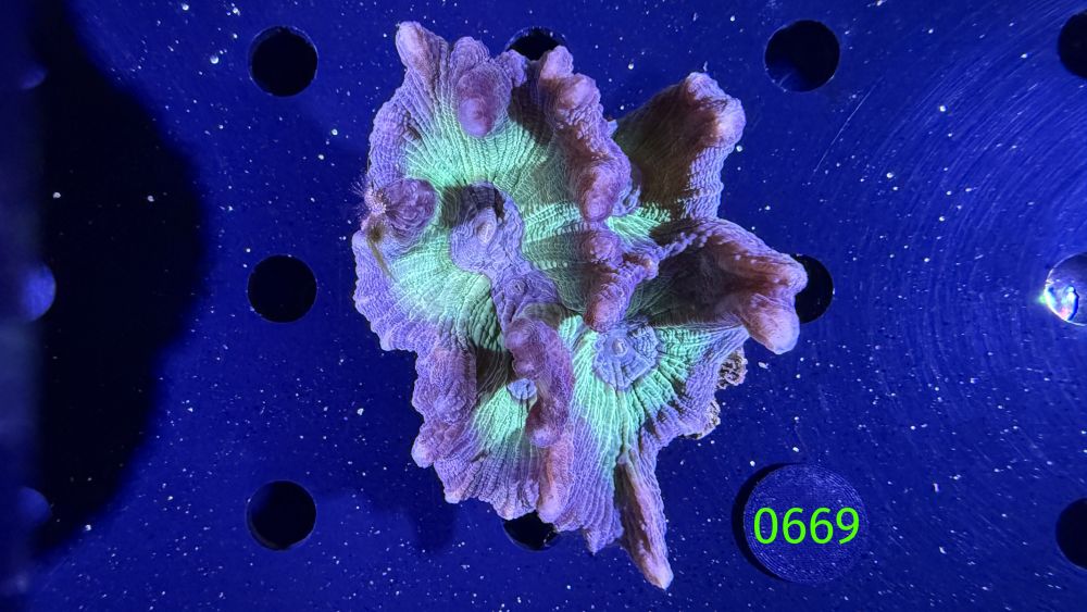 Pectinia sp. WYSIWYG 0669