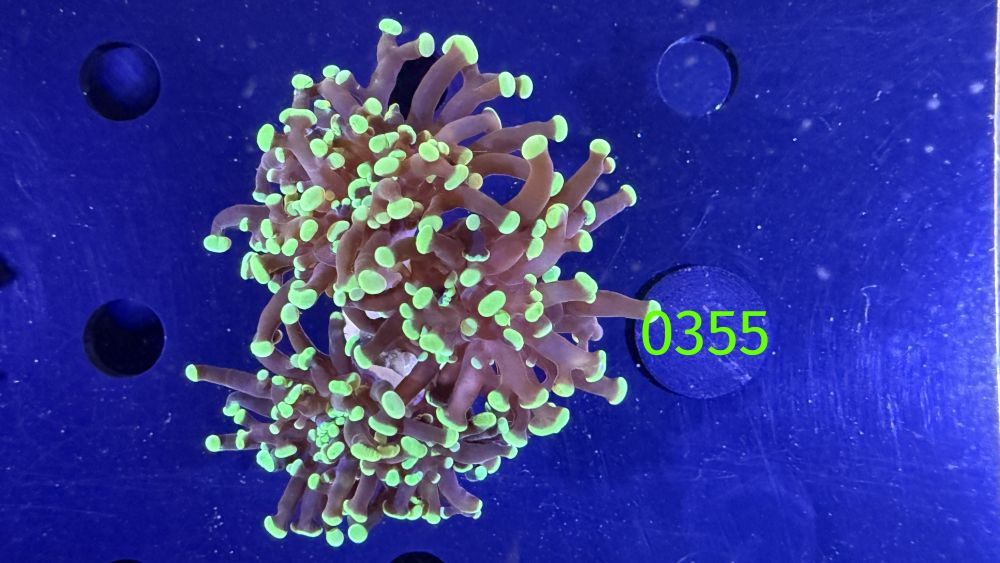 Euphyllia paraancora - 3 Kopf "grün" Deutsche Nachzucht 0355