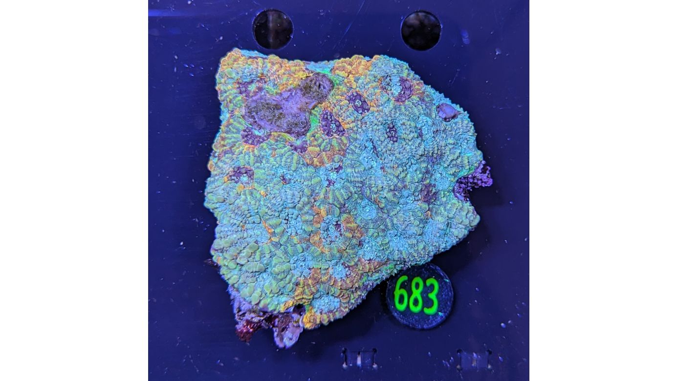 Acanthastrea echinata WYSIWYG 0683