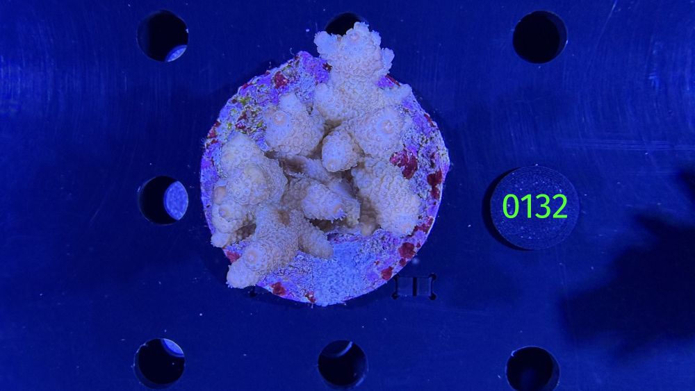 Acropora sp. WYSIWYG 0132
