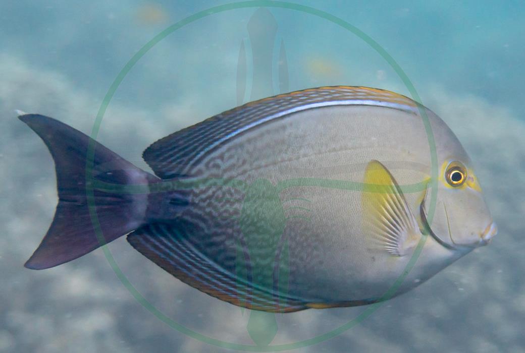 Acanthurus xanthopterus - Gelbmasken Doktorfisch