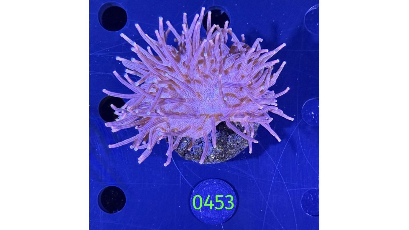 Sarcophyton sp. - Pilzlederkoralle PPNZ 0453