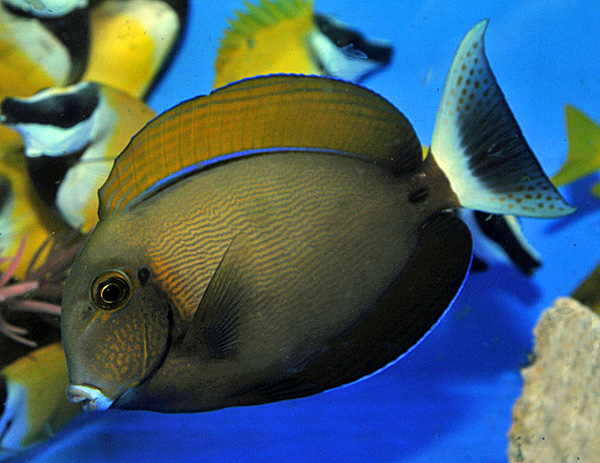 Acanthurus bariene - Augenfleck Doktorfisch