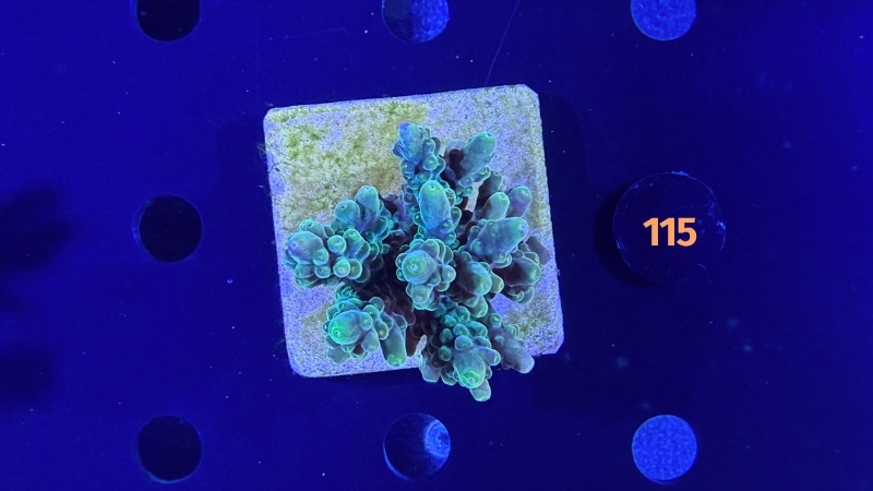 Acropora sp. WYSIWYG 0115