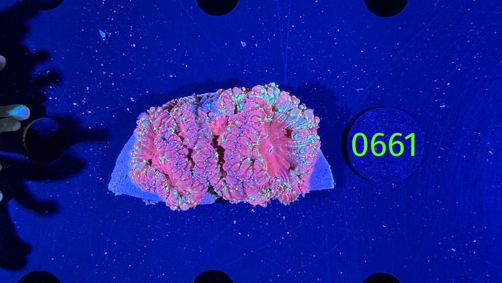 Blastomussa welsi WYSIWYG 0661