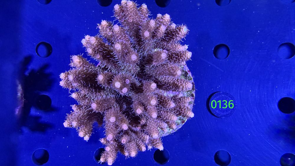 Acropora sp. WYSIWYG 0136