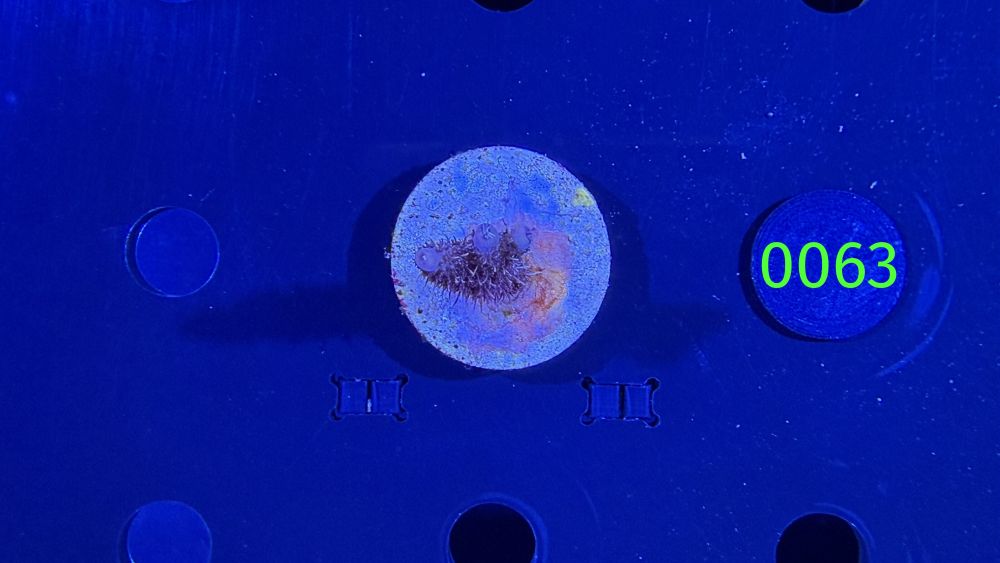 Acropora millepora - Steinkoralle "rot" DNZ 0063