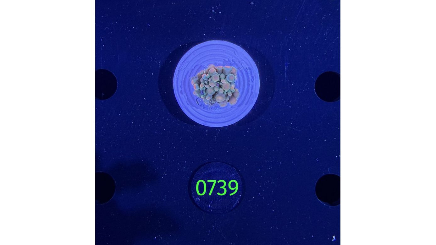 Ricordea sp. WYSIWYG 0739