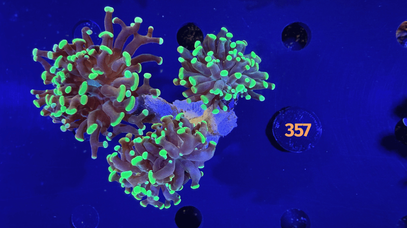 Euphyllia paraancora 3 Kopf "grün" PlanktonPlus Nachzucht 0357