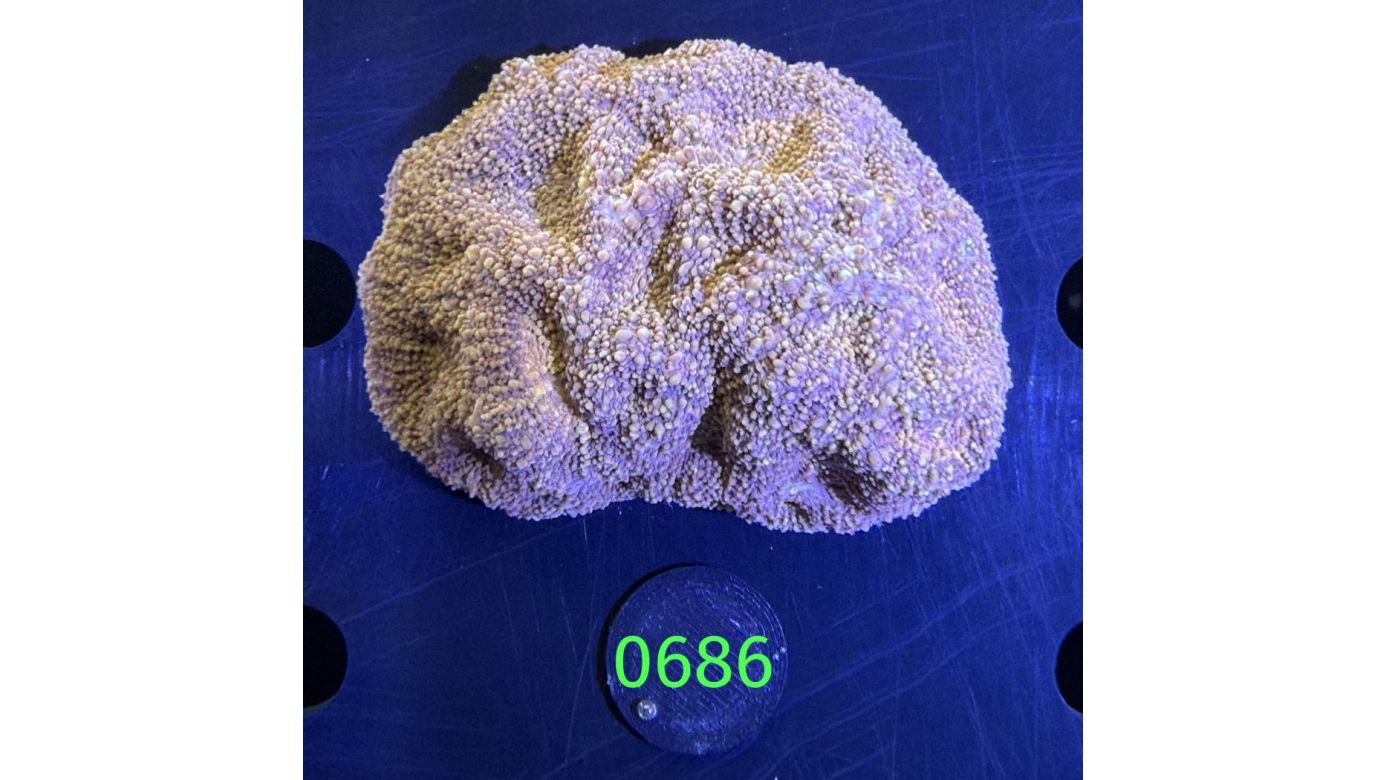 Acanthastrea echinata WYSIWYG 0686