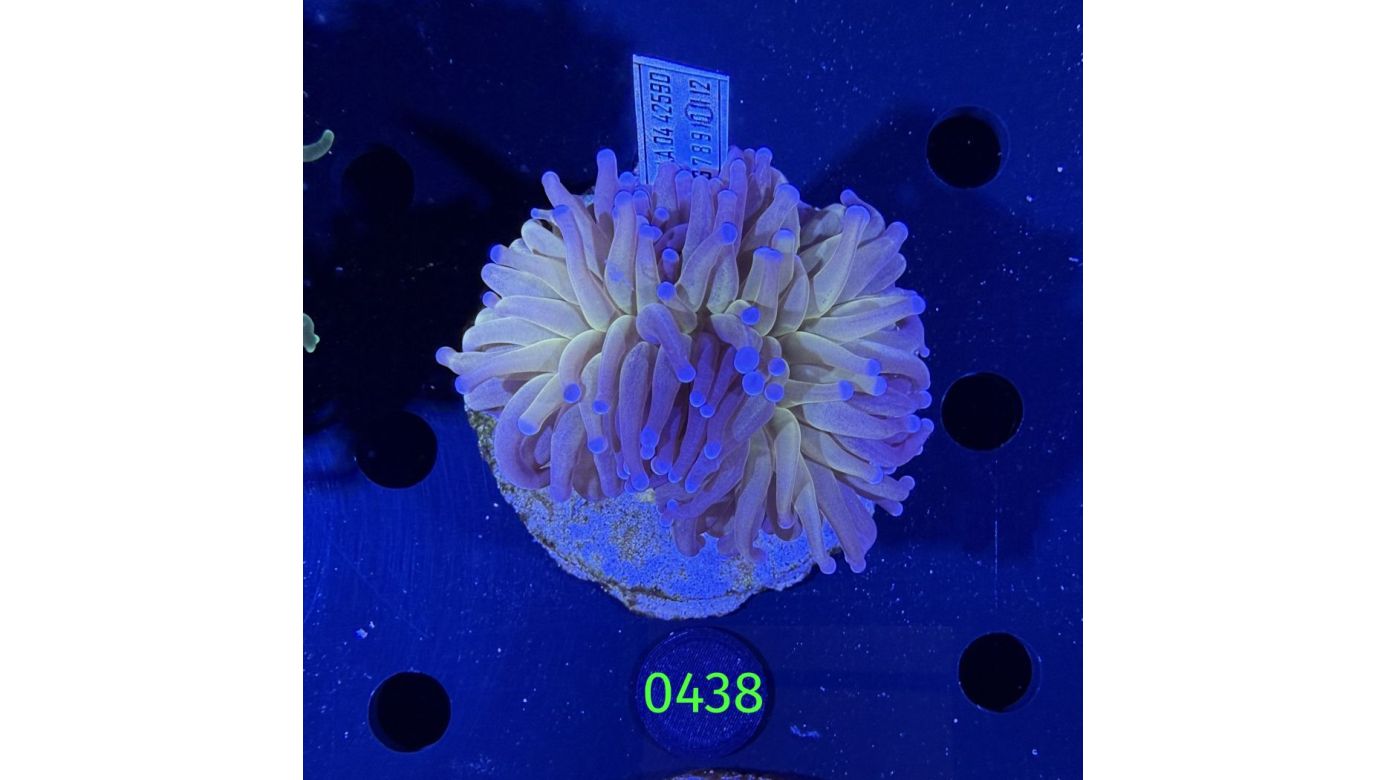 Euphyllia glabrescens - Fackelkoralle Torch  0438