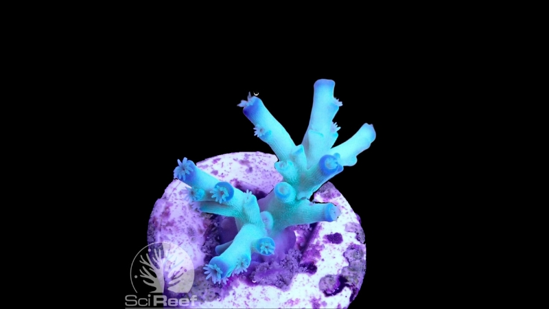 SciReef Acropora tenuis TWIN Grade 2 "ice fire" 0293