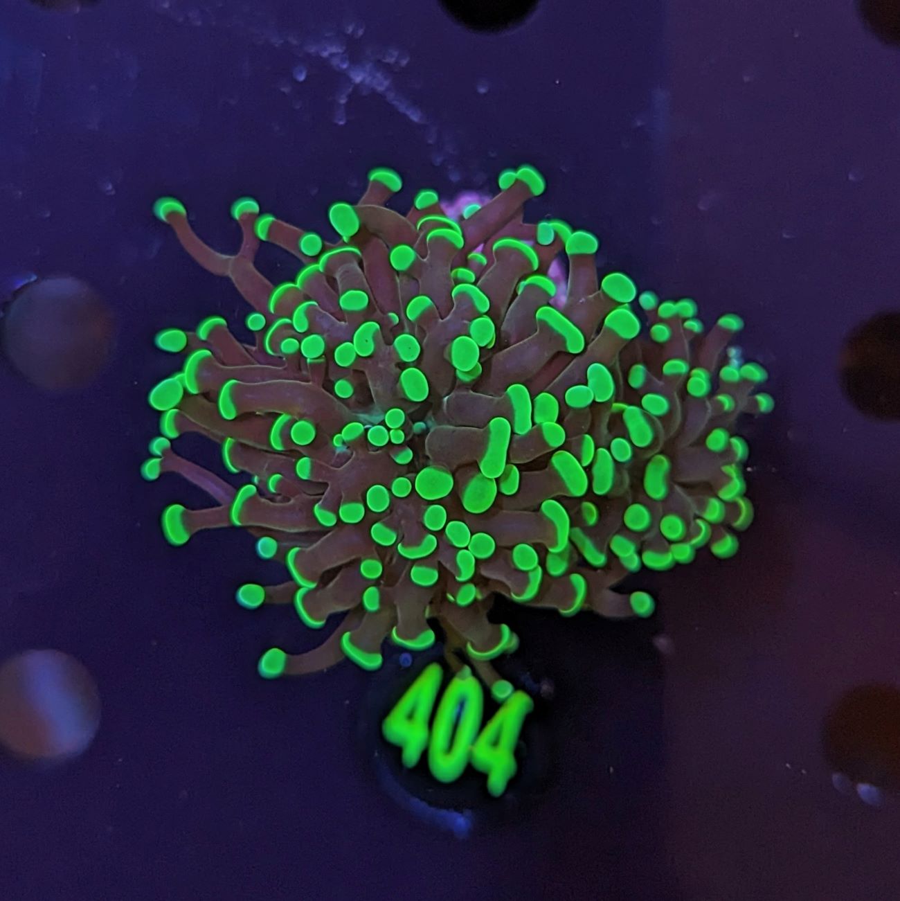 Euphyllia paraancora 2 Kopf "grün"  - Deutsche Nachzucht 0353