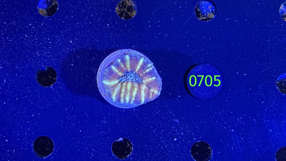 Lobophyllia sp. WYSIWYG 0705