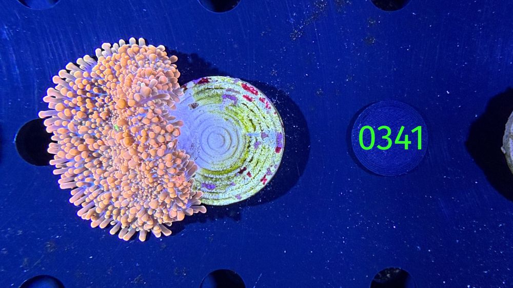 Ricordea yuma - Scheibenanemone "orange"DNZ 0341