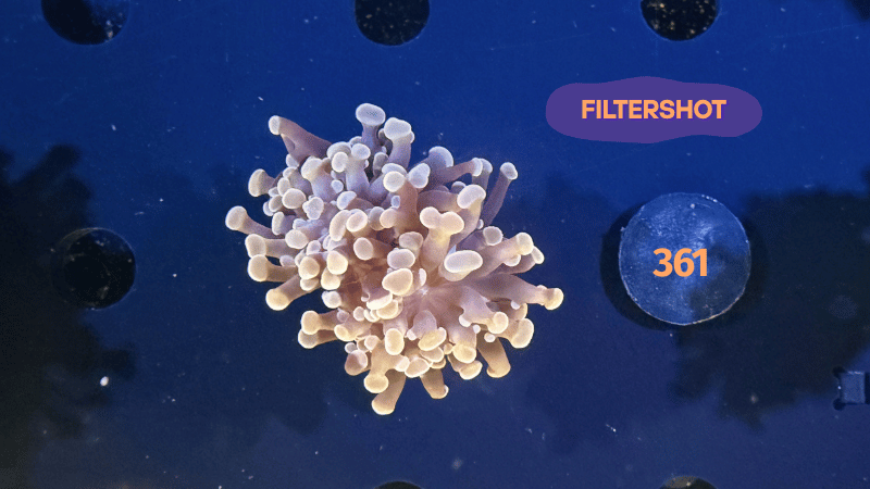 Euphyllia paraancora "dark Rose" 0361