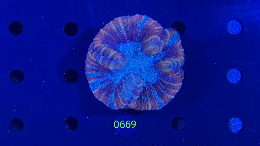 Trachyphyllia geoffroyi WYSIWYG 0669