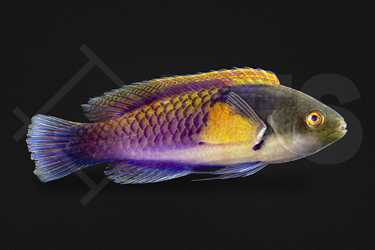 Cirrhilabrus lyukyuensis - Gelbseiten-Zwerglippfisch